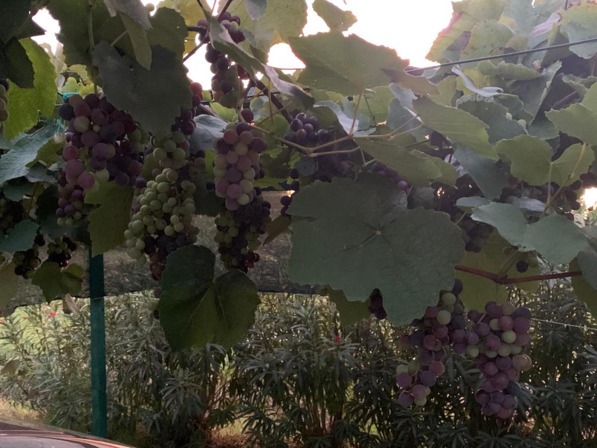 Camera Graziosa Albinia Εξωτερικό φωτογραφία